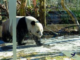 Tiergarten Schönbrunn am 27.01.2026
